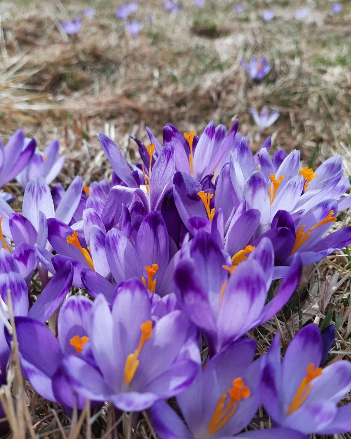 Goralska Chata Przy Dolinie Chocholowskiej Witów Buitenkant foto